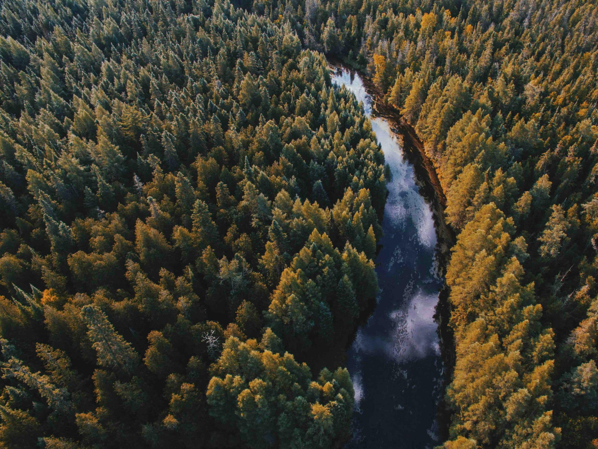 Aerial view of a dense green forest